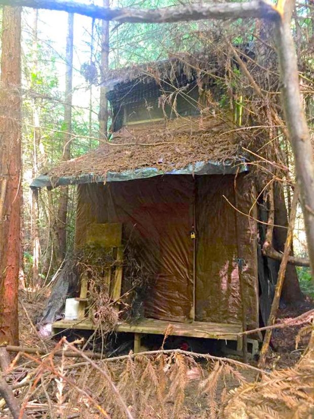 Pics Forest Ranger Spots Hidden Cabin In Woods Finds Creepy