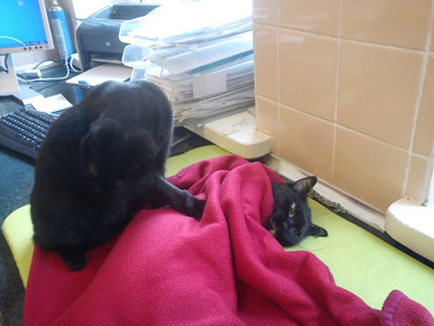 Shelter Rescues Cat Later Realizes It Has A Special Gift For