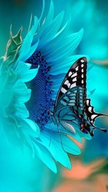 136562-Beautiful-Butterfly.jpg