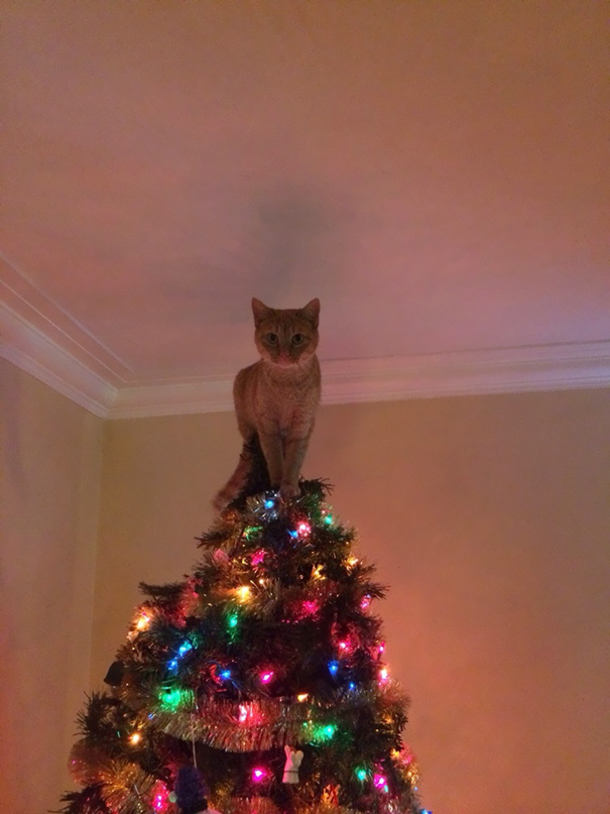 xmas trees and cats
