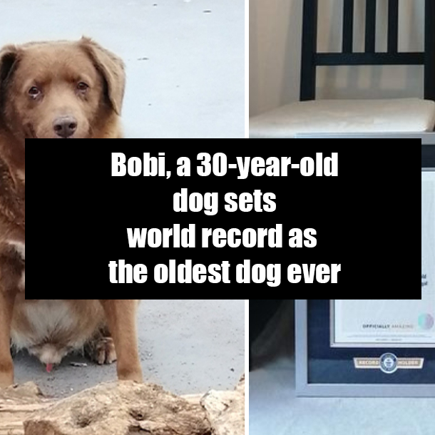 Can A Dog Live 30 Years