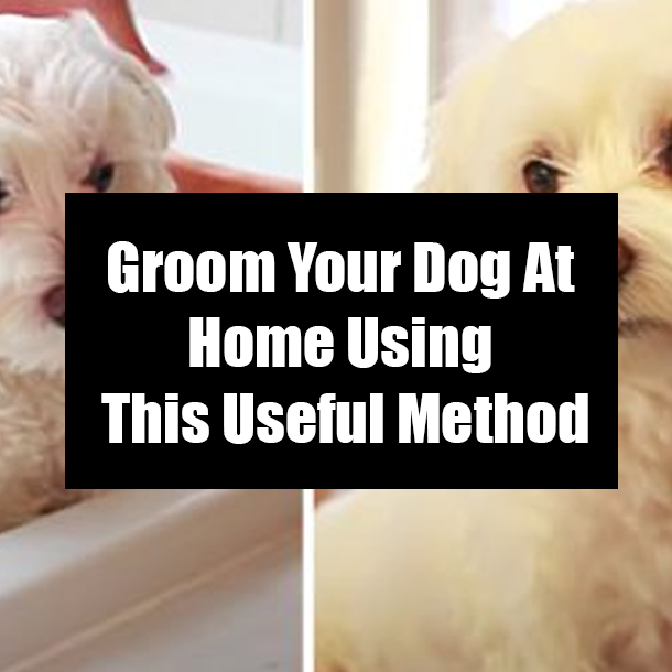 Can I Groom My Dog At Home