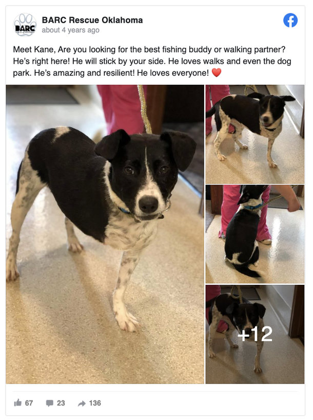 Why Do Dogs Run On Three Legs