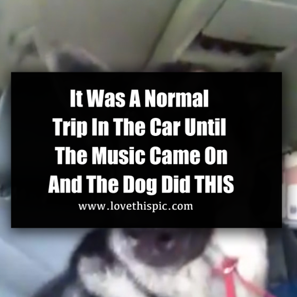 Do Dogs Dance To Music