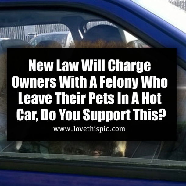 Can You Be Charged For Leaving A Dog In The Car