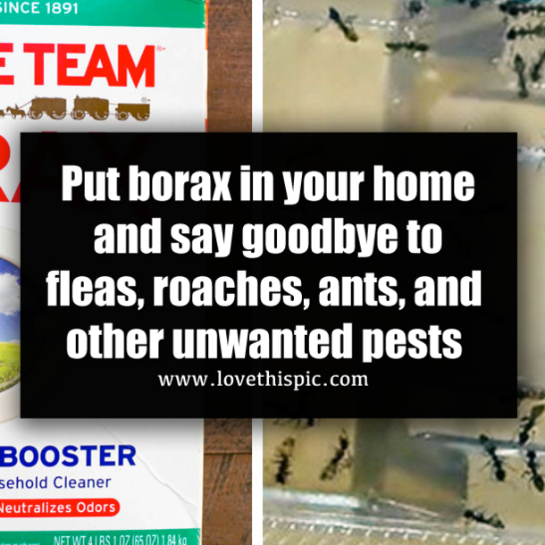 Borax Carpet Cleaner Fleas Review Home Co