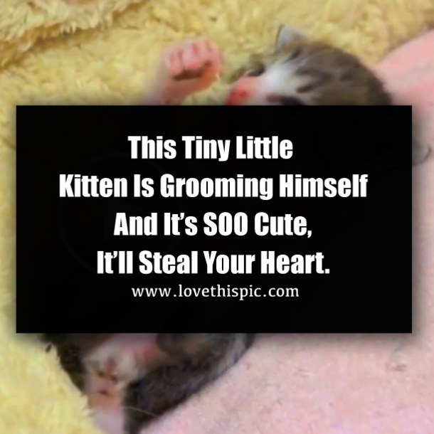 little tiny kittens
